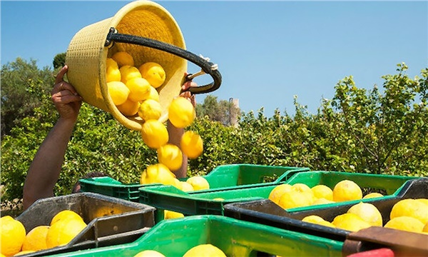İhracat ürünlerimiz yüksek pestisit tespiti sebebiyle sınırlardan dönmeye devam ediyor. Bugün RASFF'ten yapılan duyuruya göre Türkiye'den Bulgaristan'a ihraç edilen limonlar yüksek oranda; Acetamiprid ve Etoxazole sebebiyle sınır kontrollerinin ardından iade edildi. @TCTarim