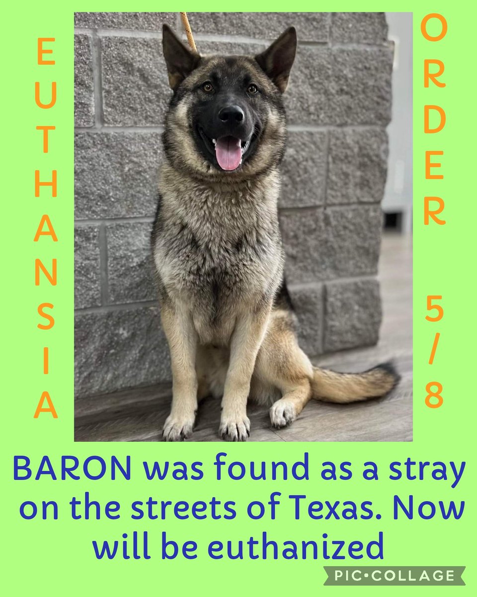 EUTHANSIA ORDER 5/8 

BARON was found as a stray on the streets if Texas. Now will be euthanized 

#55754591
Shepherd 
M
1 yr
54lb 

Mt. Pleasant TX 

#PLEDGE #pups #rescue #adopt  #dogs #deathrowdogs #pitbull  #deathrow  #codered #puppies
#rescuemyfavoritebreed  #adoptdontshop