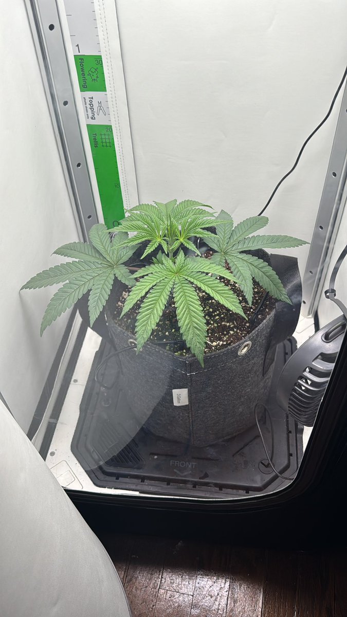 That drip irrigation on the Vgrow Box really makes this a lazy man’s grow for real lol I haven’t done anything but fill the reservoir and watch sense I started… bravo @VIVOSUN