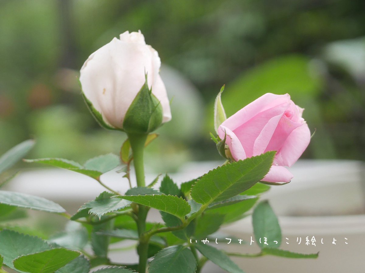 いやしフォト
my little garden🪴
ミニバラ
ちいさな庭に仲間入りしたコが笑顔を振りまいてくれるんだよ☺️🍃

いやしフォト
ほっこり絵
SHOCOしょこ
#ガーデニング
#薔薇
#ピンク色の花
#花の写真
#雨しずく
#水滴
#naturephotographer
#絵描き