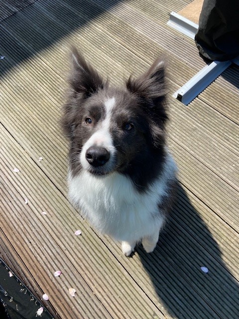 Floofs just been floofed. 

 #writingcommunity #amwriting #booktwitter #bookx
#bordercollie #colliesoftwitter #lovecollies #authordogs #xdogs #xcollies #readingcommunity