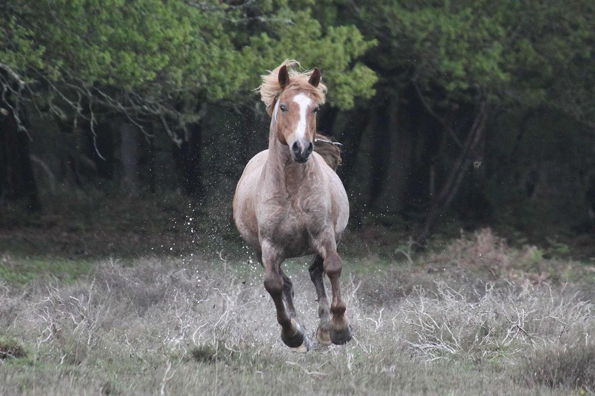The stallions are out in the #NewForest so please take extra care during this time. 🐴 The behaviour of ponies and herds can be very unpredictable so please also be sure to give them space and be extra vigilant when driving on Forest roads. 💚 #CareForTheForest 📷 Erika Dovey