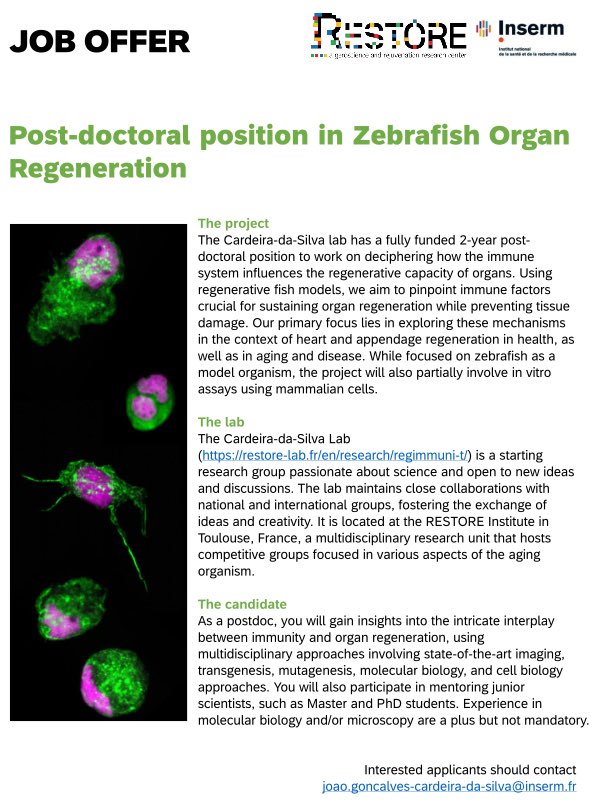 I have a funded postdoc position to work on the #immune response during #zebrafish #regeneration. If interested, please contact me through the provided email address. Those interested in doing a PhD are welcome to contact me as well. Please share and RT.