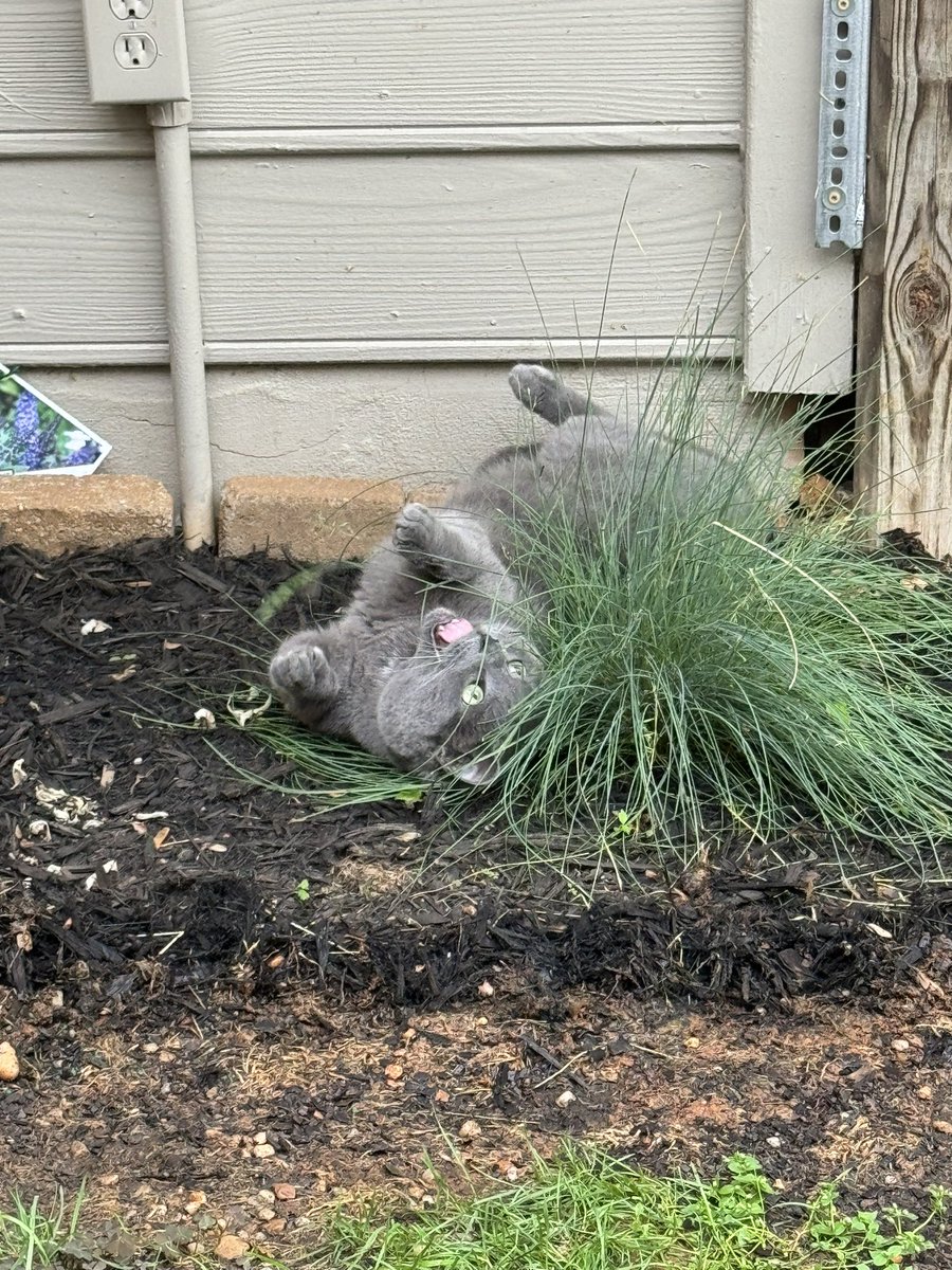 Riley: for #TongueOutTuesday I’m eating some grass. 
#Cats #CatsOfTwitter #CalicoCrew #CatsOnTwitter #CatsOnX #CatsOfX