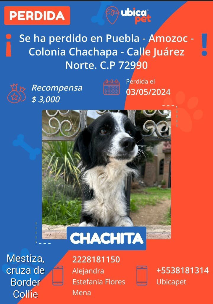 🚨🚨 ¡Atención! ¡Perrita perdida! 🚨🚨

¡Ayúdanos a encontrar a Chachita! 
Es un cruza de border collie negro con blanca en la frente y el pecho. 
Tiene 7 años y está ESTERILIZADA.

Se perdió en Chachapa. Contáctame al 2228181150 si tienes información. 

¡Gracias por tu ayuda!