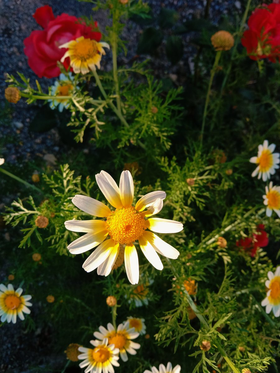 Flower power 💖🌼

#flowerlove #daisy