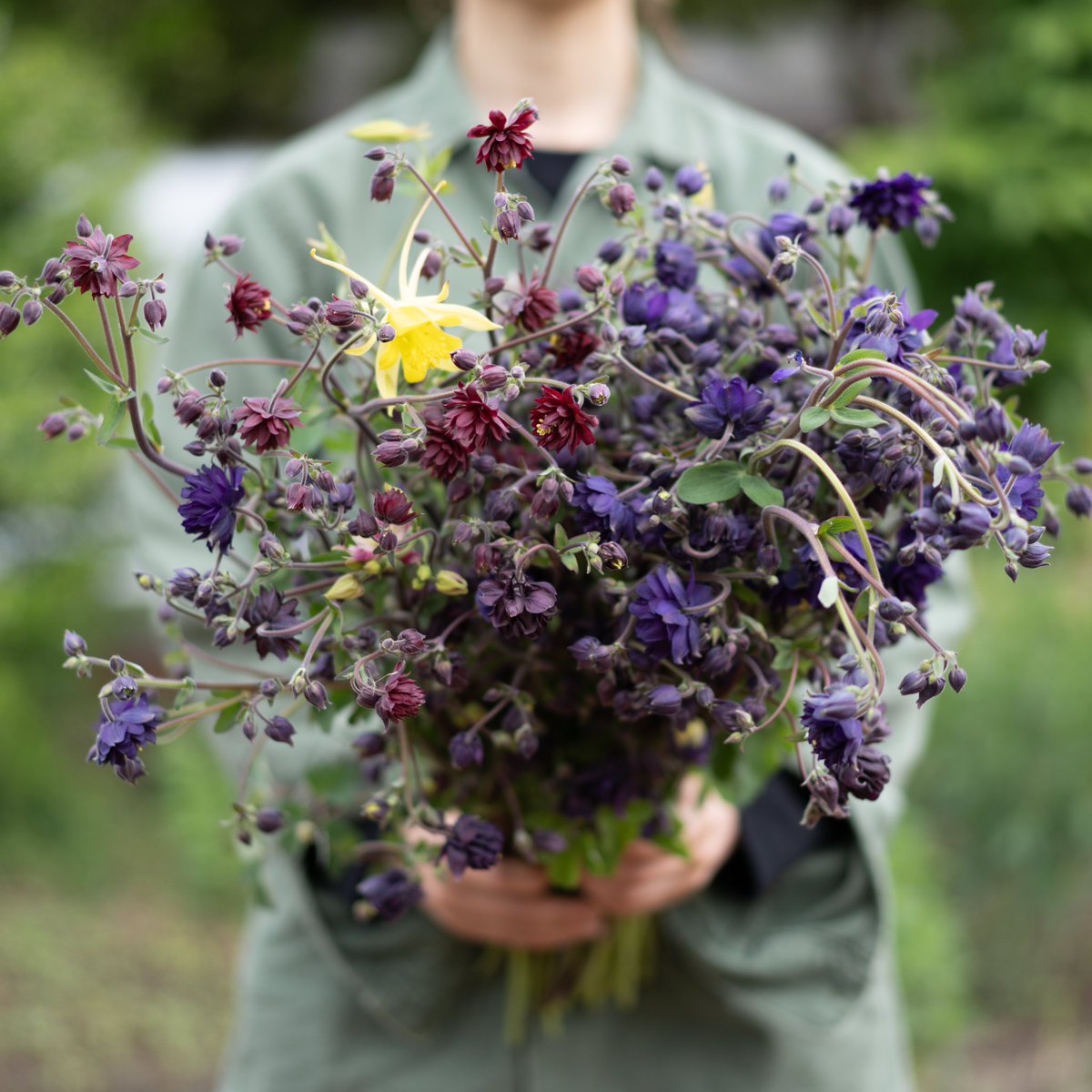 本日のオダマキ。