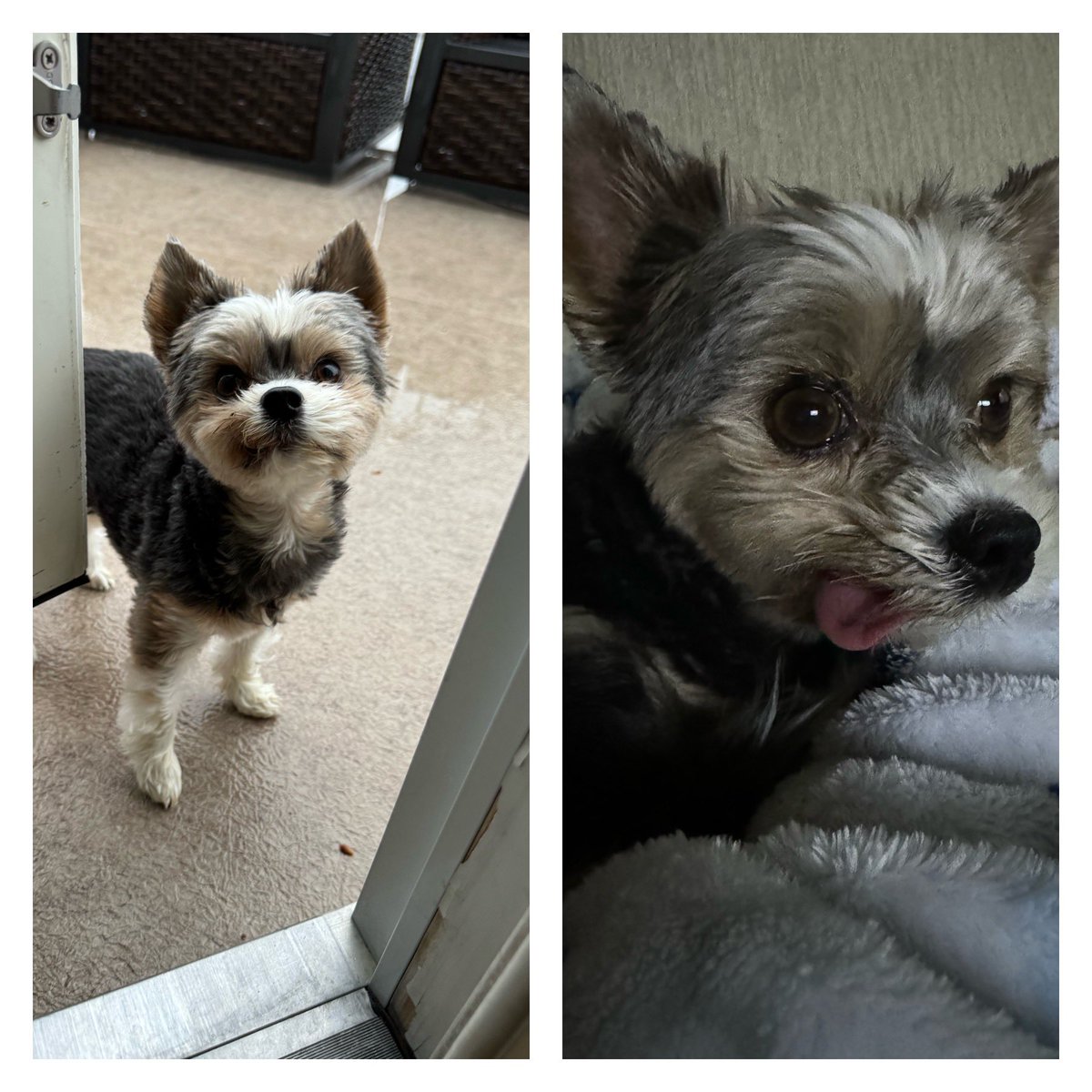 Gio. It’s a gloomy windy rainy cold stay in bed tongue 👅 out Tuesday for us.🌧️☂️😩 #tongueouttuesday #Rainyday #gloomy #yucky
