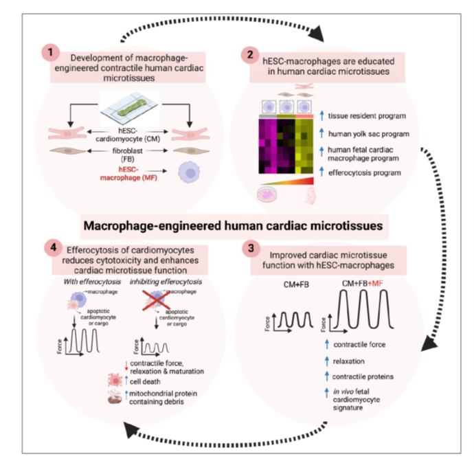 Our latest study, led by @Homaira_H. Hard to study #macrophages (MFs) in early human heart development (no tissue). Homaira integrated human ES-derived-MFs into beating cardiac microtissues & improved🫀function. rdcu.be/dHbj0. #cardioimmunology #regeneration.