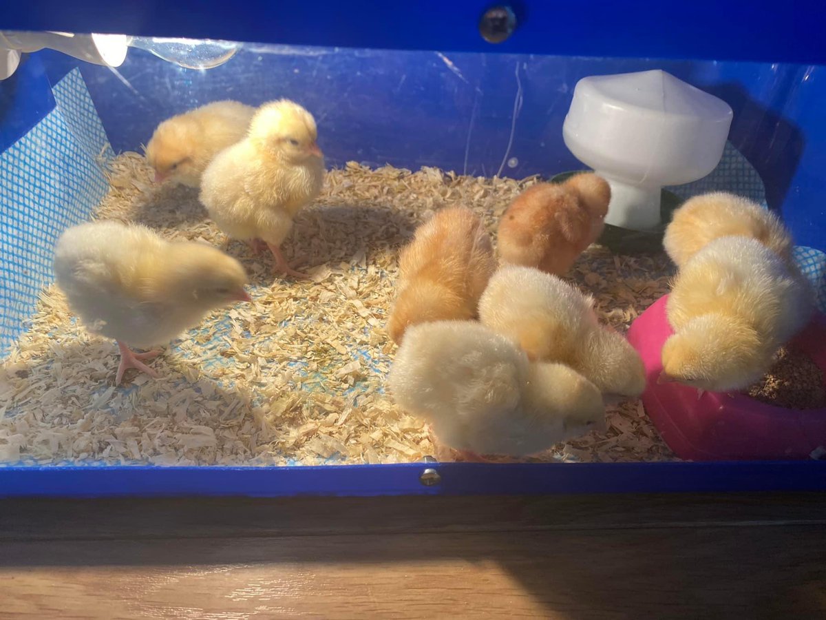 whitchurchprm's tweet image. Reception children are excitedly learning to look after the chicks which they watched hatch from eggs last week. 🐣 
#WPSRec