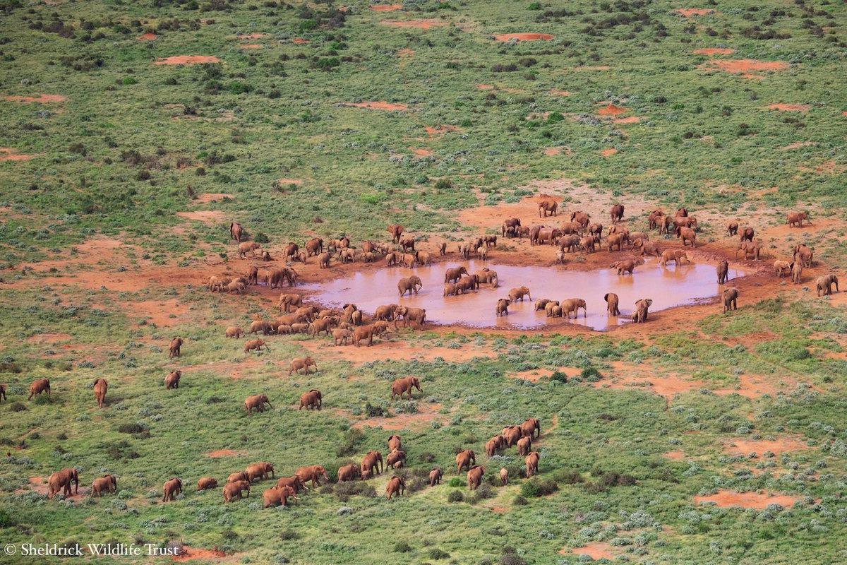 Spectacular sightings of wild herds of elephants have gotten rarer but we’re pleased to say, thanks to a lot of hard work, they still exist! We fly daily to patrol & monitor wildlife in Tsavo. Here’s a recent round up of our aerial activities: sheldrickwildlifetrust.org/news/aerial/ma…