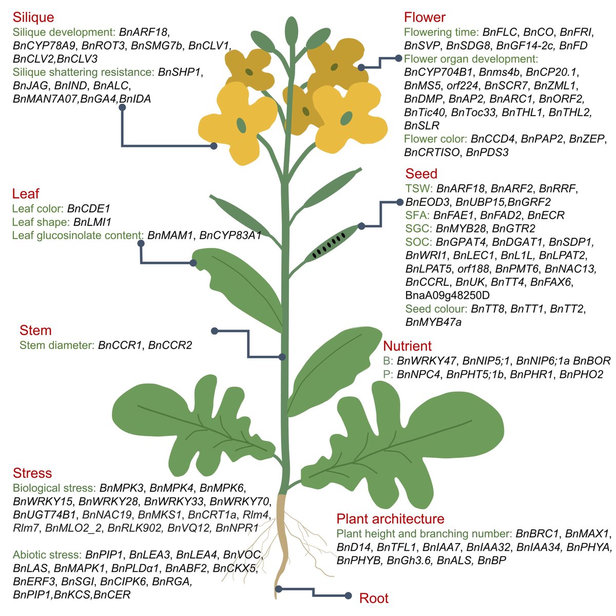 #Canola comprises more than 13% of the global supply of edible vegetable #oil. Better understanding of #Brassica napus functional #genomics means improved #breeding of this vital #crop. Tan et al. review what we know! doi.org/10.1111/jipb.1… @wileyplantsci #JIPB #PlantSci