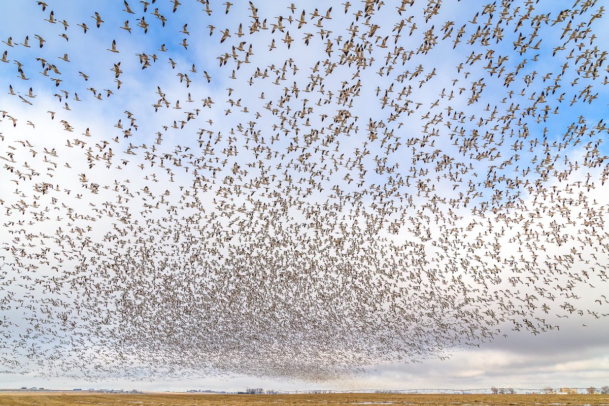 'Snow Geese Migration, Montana …' - @MontanaImgs

#springmigration #snowgoose #migration #Montana #bigskycountry #exploremontana #waterfowl #birding #montanamoment