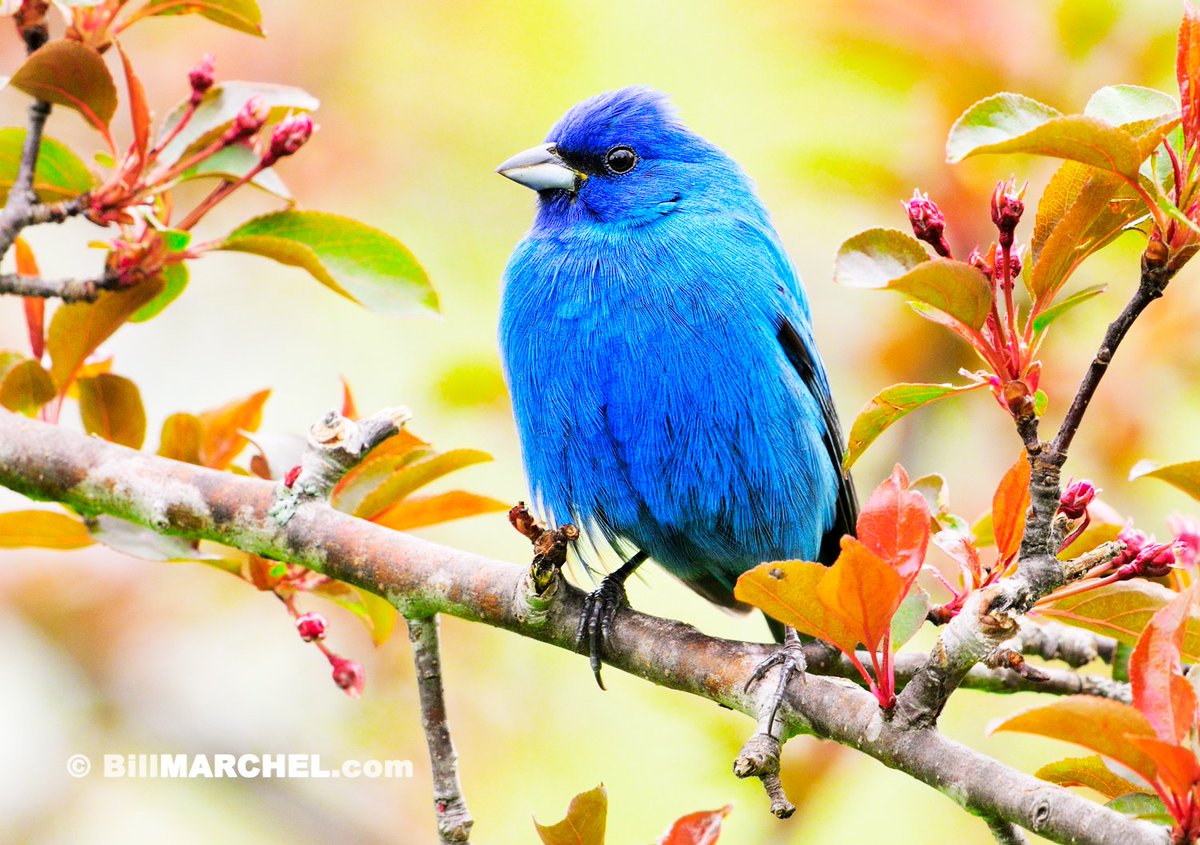 Indigo Buntings, - like this vibrant male - have arrived in central Minnesota. He is especially attractive perched among the pastel leaves and buds of a red-splendor crab apple tree. I have yet to see an indigo bunting this spring in central Minnesota but others have.