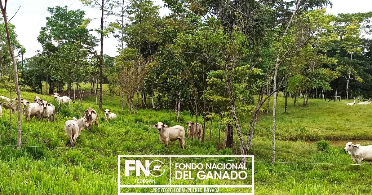 Los sistemas silvopastoriles en Colombia realizan una integración de árboles, pastos y animales, promoviendo así la sostenibilidad y la biodiversidad en nuestras fincas ganaderas ! 🌳💪🤠💯🐮
#OrgullosamenteGanaderos
#GanaderíaSostenible 
@Fedegan 
@jflafaurie 
@PLPuertoBerrio