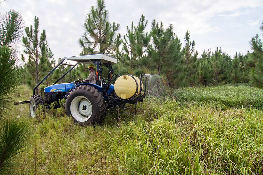 #Mississippi Forestry Commission announces grant program to help landowners facing #cogongrass invasion.

mfc.ms.gov/programs/invas…

#WSSA #invasiveplants #weedscience #forestry #pasture #grasslands #agriculture #invasionecology #invasivespecies #grasses