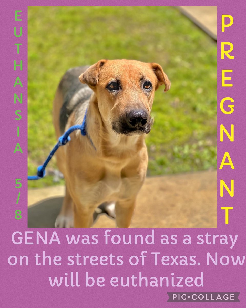 EUTHANSIA ORDER 5/8 PREGNANT ❗️ 

GENA was found as a stray on the streets of Texas. Now will be euthanized 

#55754590
Shepherd mix
F
3 yr
43lb 

Mt. Pleasant TX 

#PLEDGE #pups #rescue #adopt  #dogs #deathrowdogs #pitbull  #deathrow  #codered #puppies
#rescuemyfavoritebreed