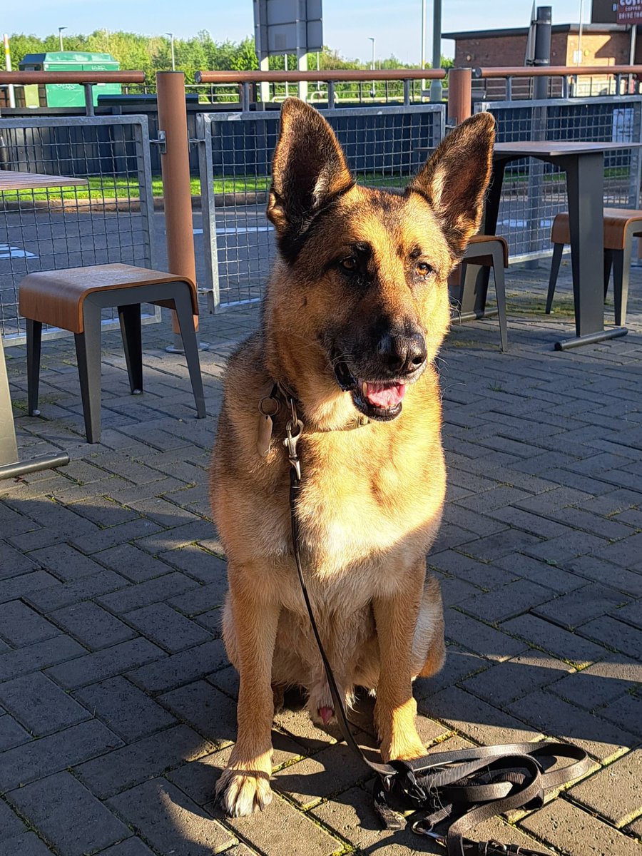 RPD Shadow is loving the retired life, playing with his friends and enjoying the sunshine! And, of course, we can’t forget cuddles with his unicorn teddy! RPD Shadow is still enjoying long walks with his family, and we love seeing him so happy ♥️🐾