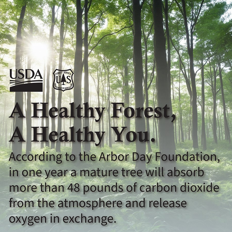 Trees filter the air we breathe. The pollutants removed by entries reduces our risk of respiratory infections, heart disease, stroke, and lung cancer. #AQAW2024 #AirQuality #EnvironmentalJustice #AirQualityResearch