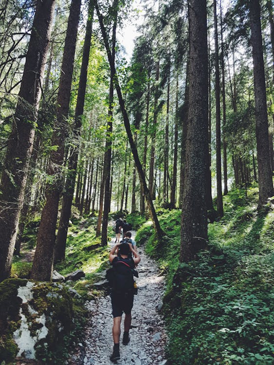 Embarking on an adventure through lush green forests 🌿🌲 Each step brings new discoveries and connections with nature's wonders. #ForestExploration #NatureTrail