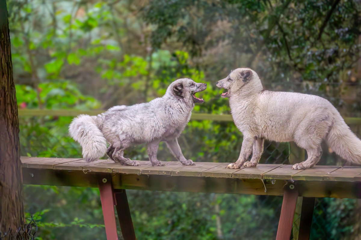 Get up close and personal with our Arctic Foxes with an exclusive feeding encounter 🦊 During this hands-on experience allows, you'll be able to observe their feeding habits firsthand and provide their main meal for the day! 📸 @dym_media_uk #devon #eastdevon #wildwooddevon