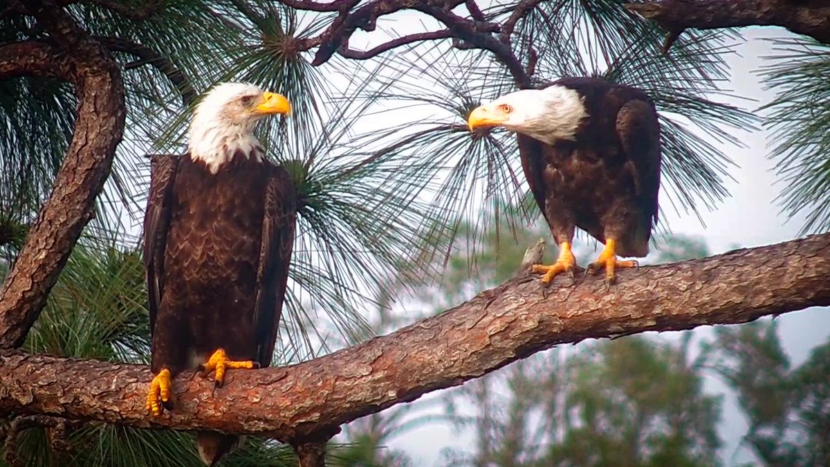 Recent shots of Abby & Blaze perching nearby and Swampy, who is getting more and more adventurous all the time! 

#baldeagle #nature #birdwatching #naturelovers