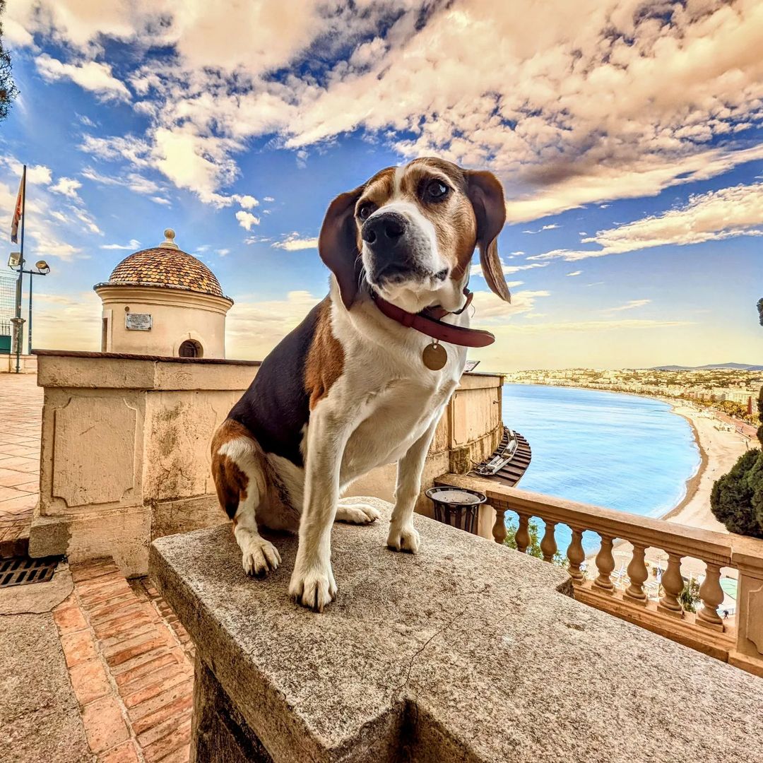 🐶 #Nice06 se hisse à la2⃣ème place au classement @30millionsdamis des villes de➕de 100 000 habitants où il fait bon vivre avec son chien. 

Grâce à notre label Pet Friendly, vivez une expérience inoubliable à Nice Côte d'Azur 🐾
👉bit.ly/4aa2XoA

#ExploreNiceCotedAzur