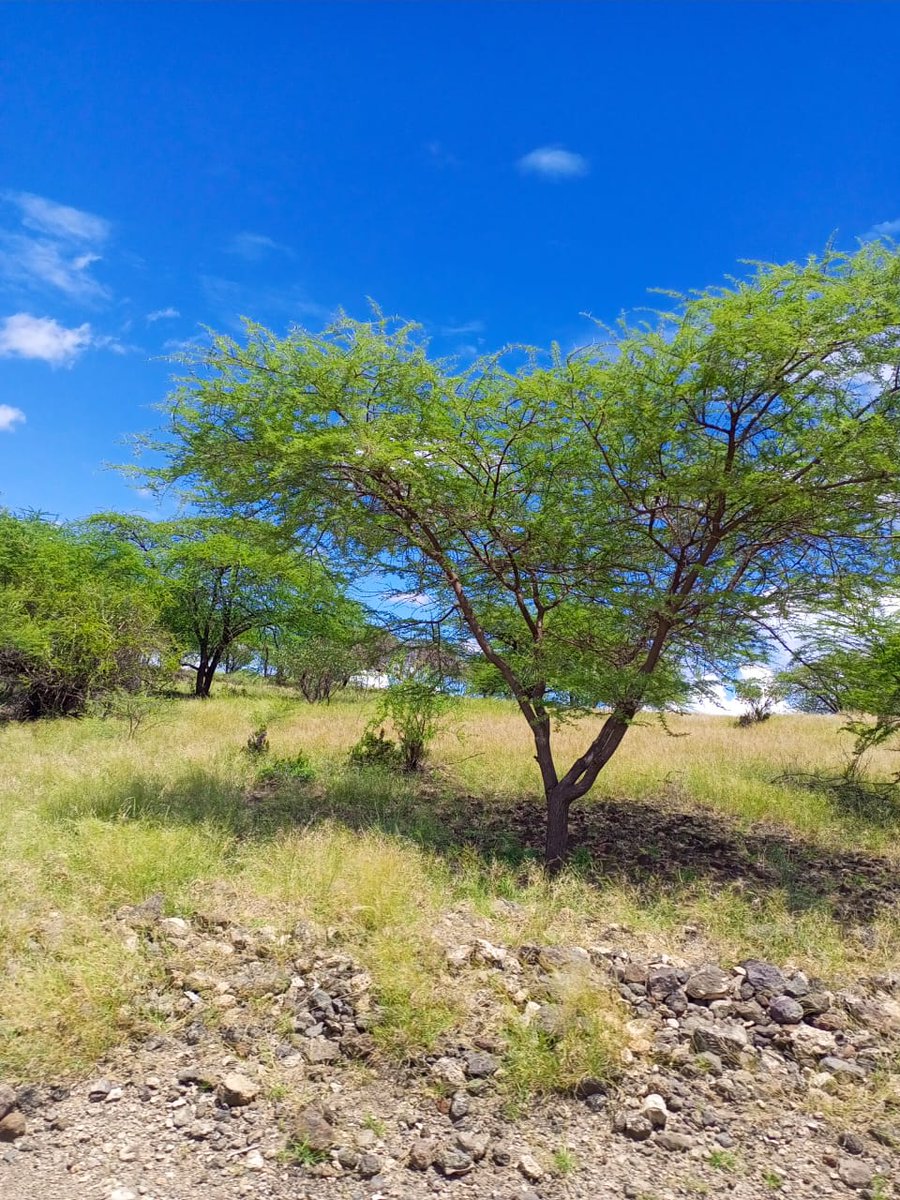 Acacia tortilis in #magadi #thicktrunktuesday