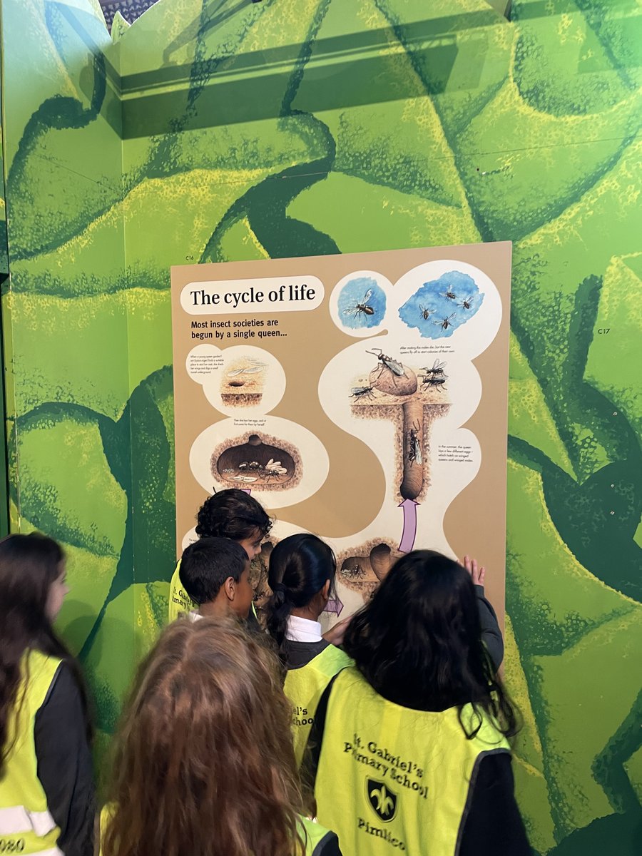 St Gabriels School (@gabrielsschool) on Twitter photo We went on an exciting trip to the <a href="/NHM_London/">Natural History Museum</a> and explored different life cycles for science. We dove deep into life cycles of different creatures, learned about endangered species and evolution! We also explored different minerals that can be found in Canada’s Arctic Tubdra. We went on an exciting trip to the <a href="/NHM_London/">Natural History Museum</a> and explored different life cycles for science. We dove deep into life cycles of different creatures, learned about endangered species and evolution! We also explored different minerals that can be found in Canada’s Arctic Tubdra.