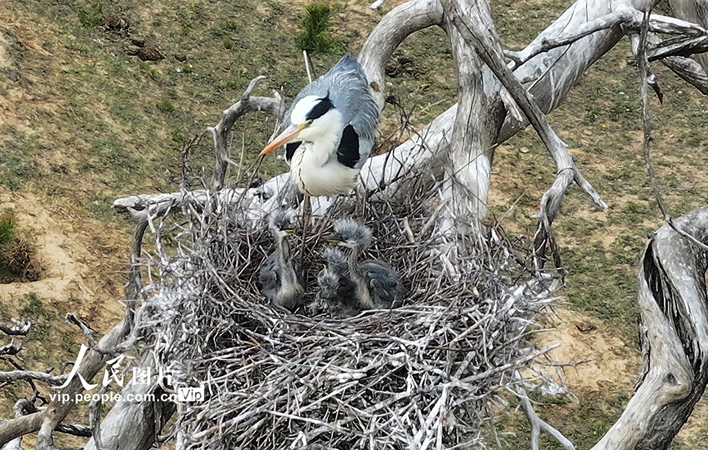 🦅 Lately, in Zhangjiakou, Hebei, a group of grey herons are nesting and rearing chicks in the trees, full of vitality. #BirdWatching #ChinaWildlife #Zhangjiakou #NatureLover Photos：People's Daily