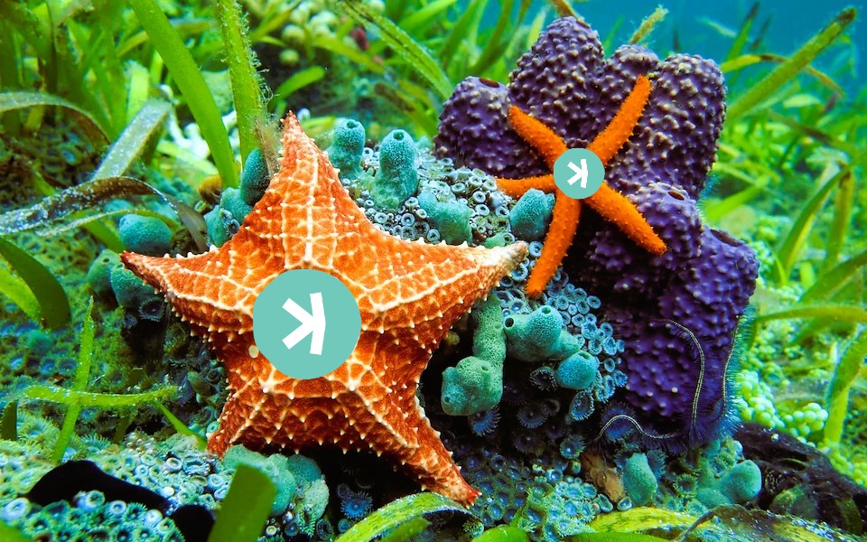 The Star of the Sea is the Starfish.
The Star of Cryptocurrency will be KASPA GhostDAG.