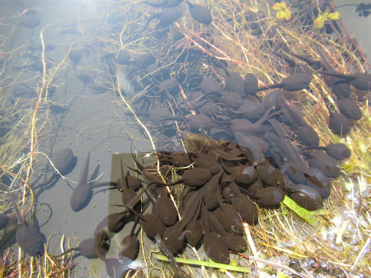 countless #frog #tadpoles and #toad-poles here enjoying bright sunshine #ChilternsAONB
