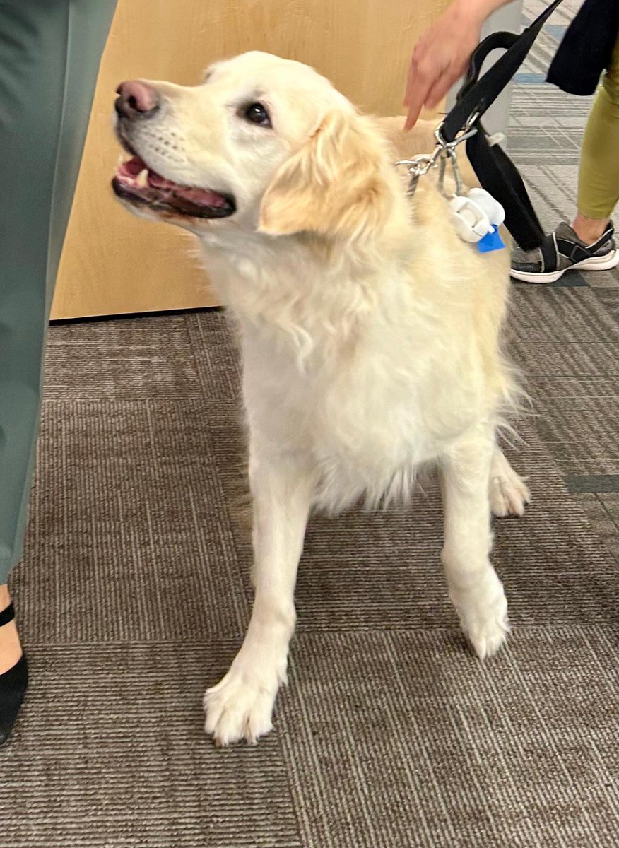 A big thank you to <a href="/SynaCorp/">Synaptics</a> for hosting the Islanders last week. It was a great opportunity to work on strategic planning, creative brainstorming and get some face time! We don't like to play favorites, but we'll be requesting Cooper the golden be on all future meetings 🐶