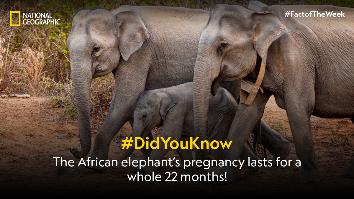The newborn elephant arrives fully equipped, ready to travel great distances on its own four feet. #FactoftheWeek #NatGeoIndia