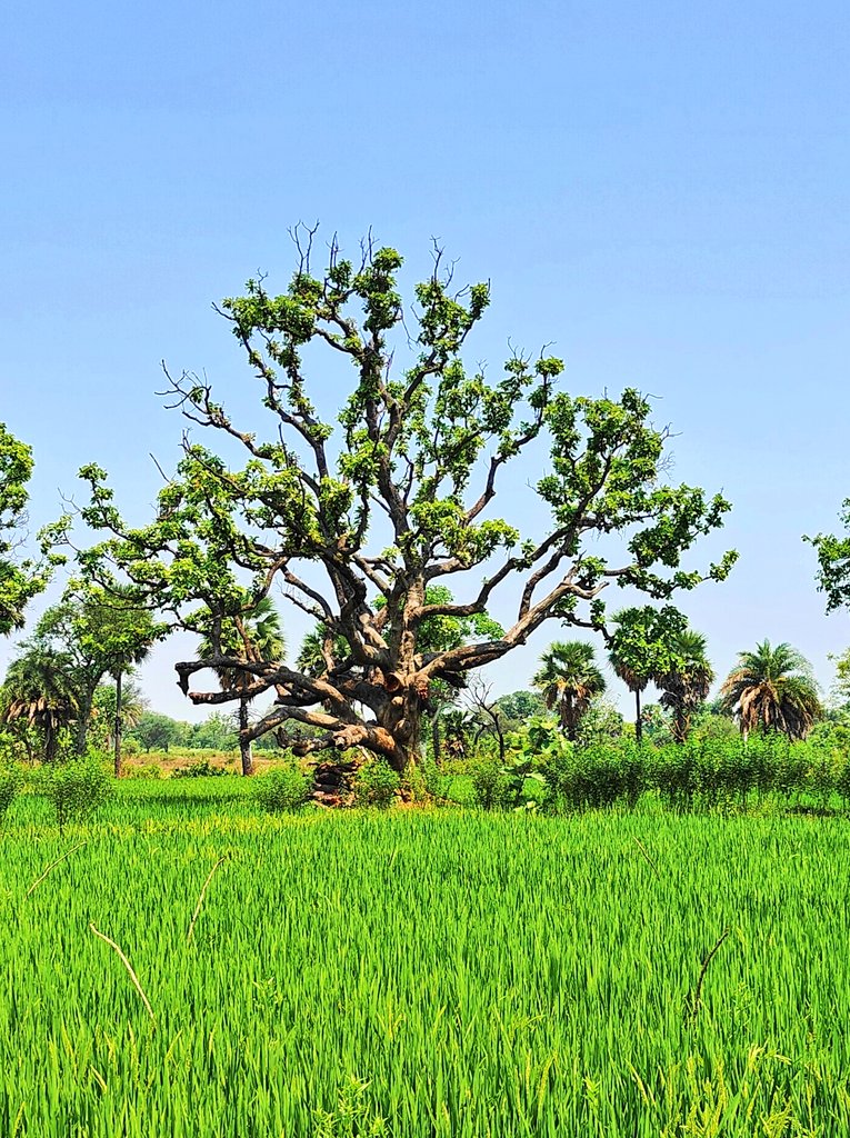 Countryside Boudh, Odisha.