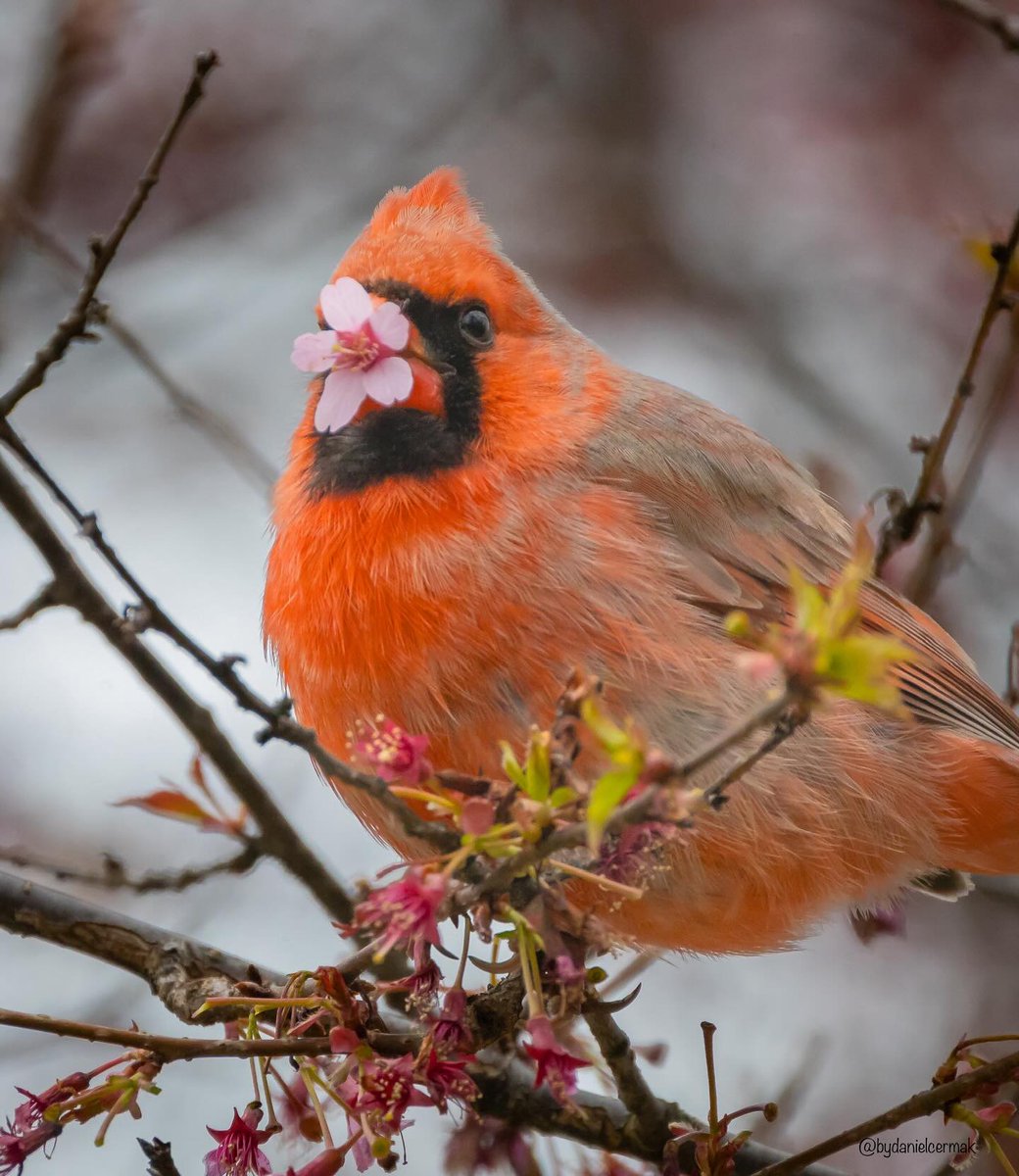 Northern cardinal and pink cherry blossom ❤️🩷🧡