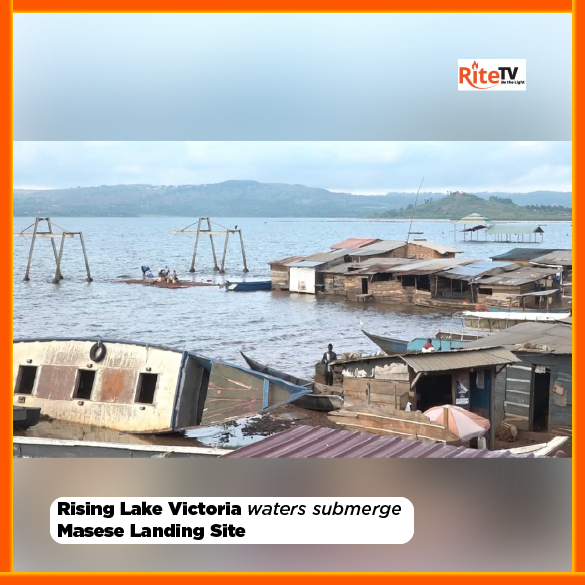 Rising Lake Victoria waters submerge Masese Landing Site...read more here  buff.ly/4doi9S9 
#LakeVictoria
#Masese
#RiteTvNewsUpdates