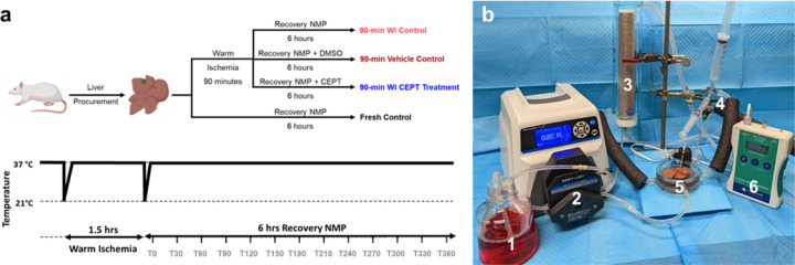 “In this work, we propose that use of the pro-survival, anti-apoptotic CEPT cocktail in post-ischemia normothermic machine perfusion (NMP) may improve recovery in rat livers subjected to extended durations of warm ischemia.” 👏

doi.org/10.21203/rs.3.…

#atpbio #NSFfunded #NSFERC