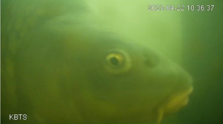 Want to help fish migrate? Just ring a doorbell! 🐟 In Utrecht, the Netherlands, a boat lock is keeping fish from reaching their destinations. You can watch a livestream, and when you see a fish, ring the doorbell to open the lock! earthsky.org/earth/fish-doo… 📸 Fish Doorbell.