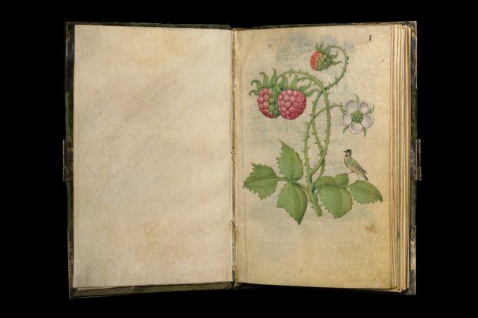 Blackberry, unripe fruits and flower [Rubus sectio rubus] with a jaybird, Book of Flower Studies c. 1510-15, Master of Claude de France (Met Museum)