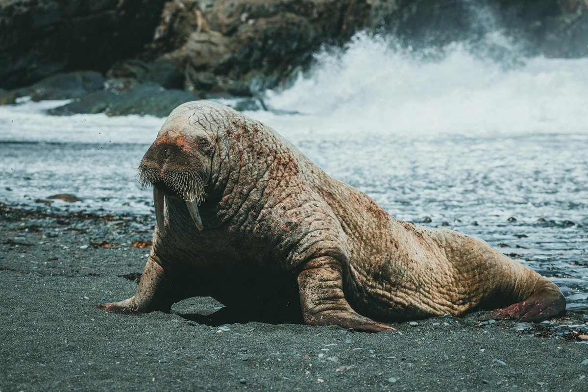 SeeOnSea's tweet photo. Le saviez-vous ? 🦭

Les morses émettent des rugissements puissants qui ne sont pas seulement des appels à la communication, mais qui servent aussi à détecter les vibrations sous-marines afin de localiser leurs proies ou de naviguer dans les eaux sombres de l’Arctique.🌊🎵 https://t.co/0eDG3DPlFc
