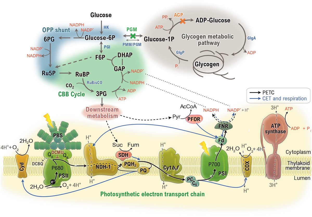 New Phytologist (@newphyt) on Twitter photo Glycogen synthesis allows metabolic and photosynthetic adaptation to photomixotrophy in cyanobacteria
Ortega-Martínez et al. <a href="/IBVF_Sevilla/">IBVF</a> <a href="/cicCartuja/">cicCartuja</a> <a href="/PhotoMicrobes/">Photosynthetic Microbes</a> <a href="/InvestigaUS/">Investigación US</a> <a href="/unisevilla/">Universidad de Sevilla</a>
📖 ow.ly/fbGb50RychY Glycogen synthesis allows metabolic and photosynthetic adaptation to photomixotrophy in cyanobacteria
Ortega-Martínez et al. <a href="/IBVF_Sevilla/">IBVF</a> <a href="/cicCartuja/">cicCartuja</a> <a href="/PhotoMicrobes/">Photosynthetic Microbes</a> <a href="/InvestigaUS/">Investigación US</a> <a href="/unisevilla/">Universidad de Sevilla</a>
📖 ow.ly/fbGb50RychY