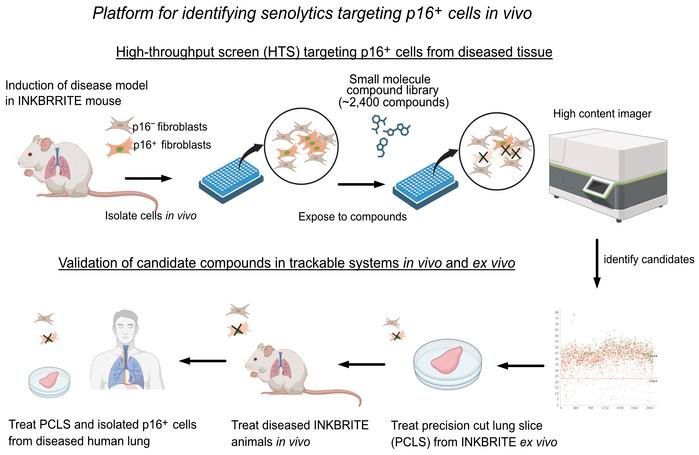 An in vivo screening platform identifies senolytic compounds that target p16INK4a+ fibroblasts in lung fibrosis: buff.ly/4btiPE6 

@UCSFMedicine 
#Aging #Pulmonology