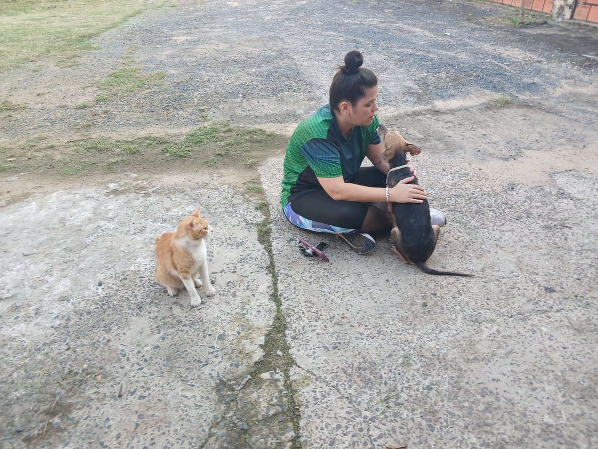 Tita necesita subir más su plaquetas.. empieza 5 días de inyectable de vit k... Estamos a pocos días de terminar su tratamiento de erlichosis y ya puede ser adoptada 🙏❤️ hasta ahora nadie se anima ni pregunta por ella 😢