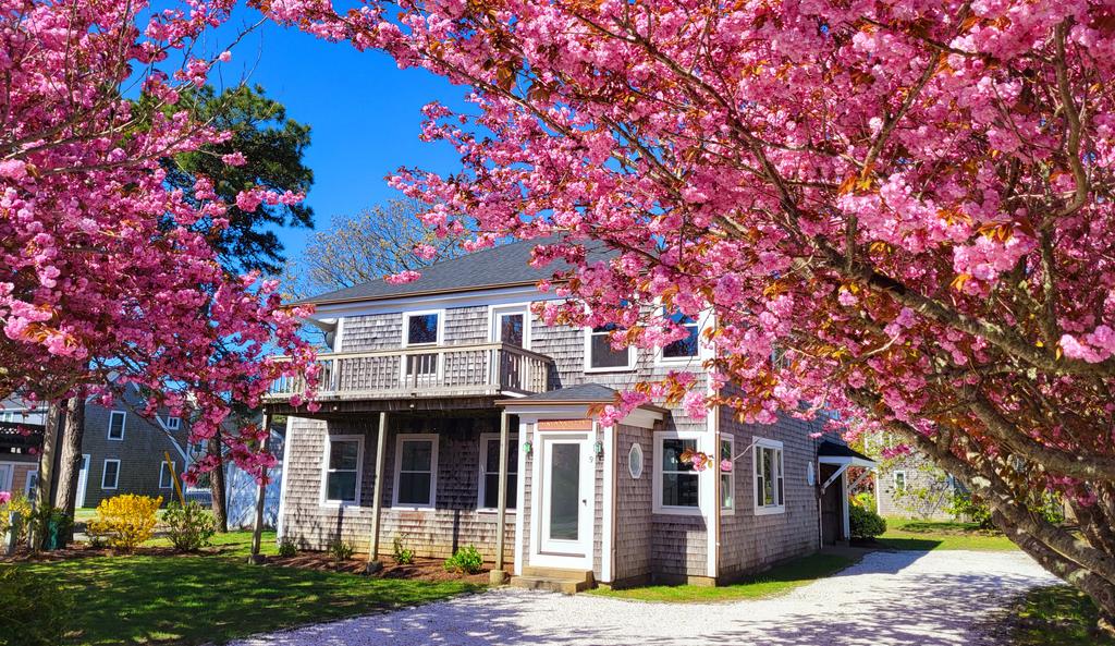 The cherry trees are on fire in West Dennis, #CapeCod.