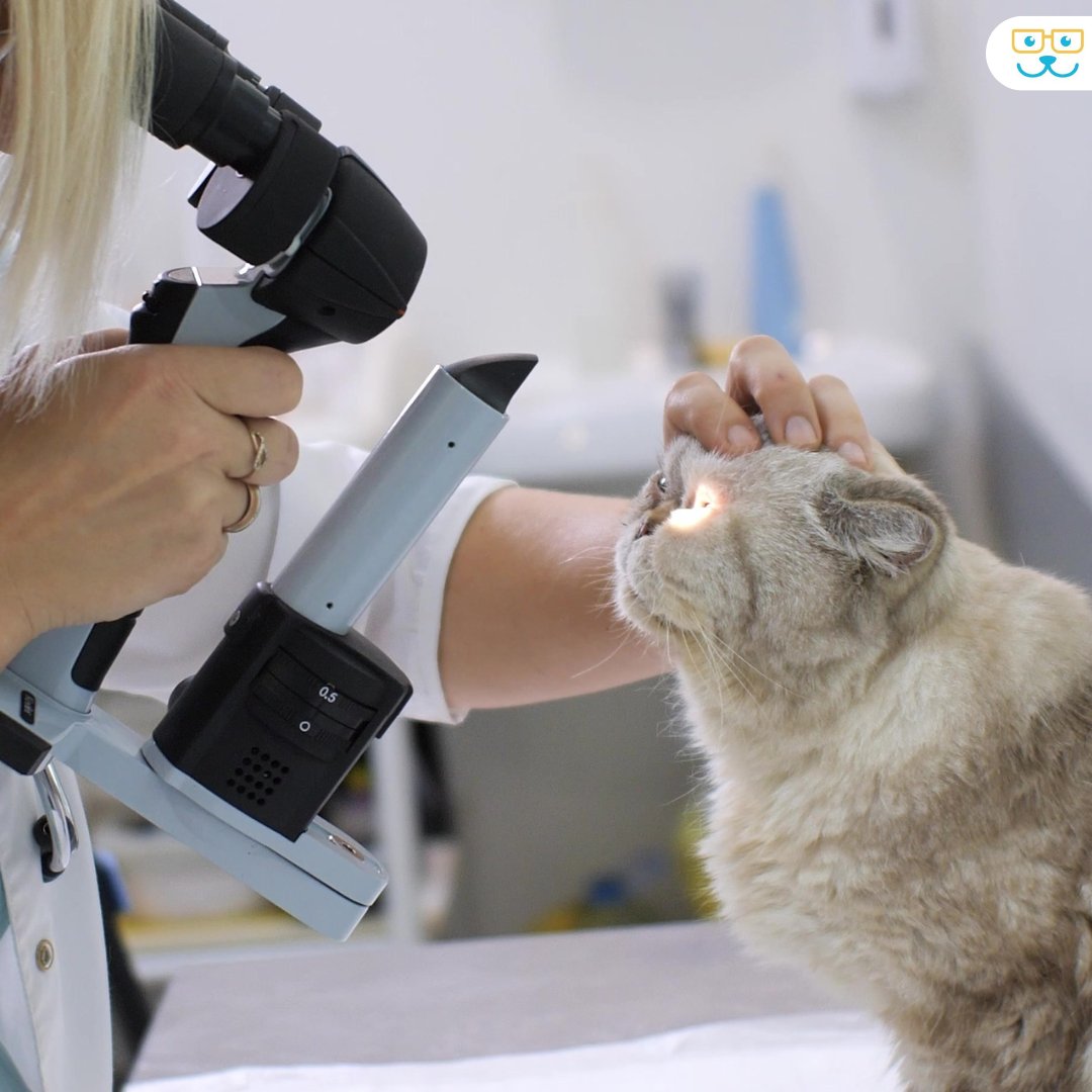 Keep an eye on your cat’s eyes! Watch out for redness, cloudiness, or discharge – these symptoms may signal other issues. 👁️ 🐱Contact AAC at 843-884-9838 for expert care and protect your cat's vision with regular checkups. #CatEyeHealth #PetWellness #CatHealth