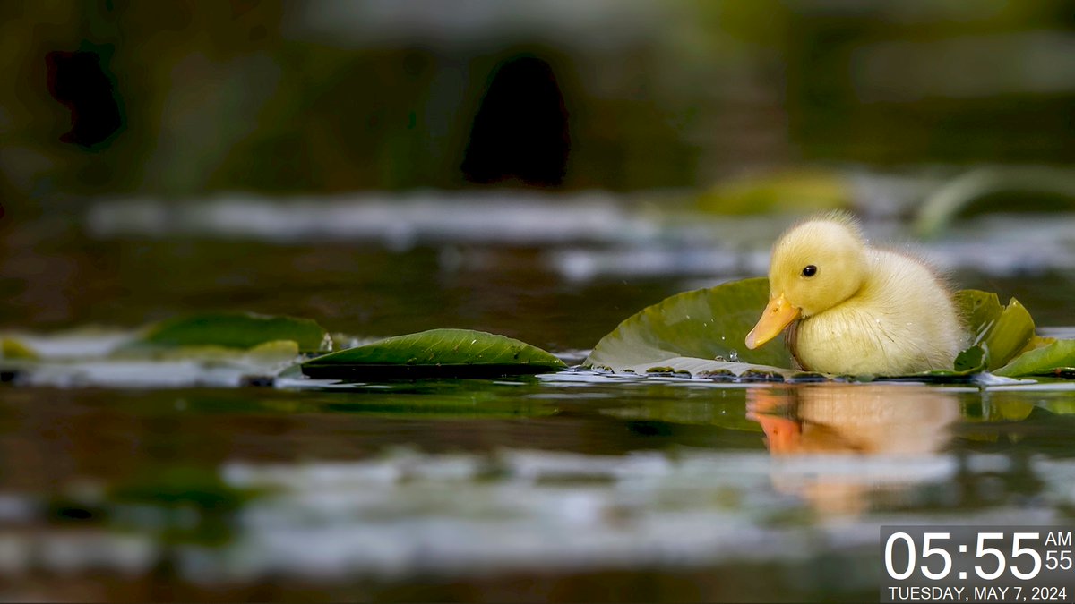 Today's Daily Wallpaper Refresh from Bing

Light as a feather.  A duckling swimming in a water meadow, Suffolk, England

bit.ly/3PfdwgI

#TodayForWindows #freedownload #tryitforyourself #imageoftheday #pictureoftheday #wallpaperoftheday