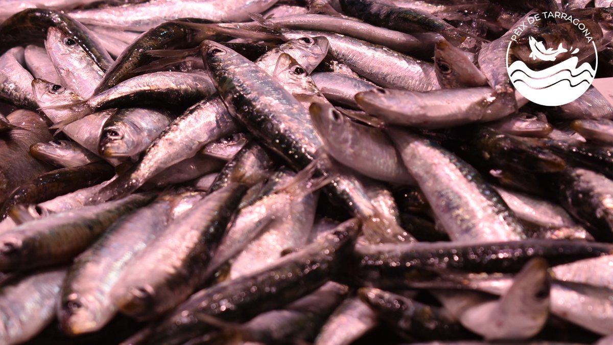 🐟#PeixDeTGN | ✍️ Sabies que...?
 
👴Les sardines tenen una longevitat mitjana de 8 anys, arribant en ocasions als 15.
 
🌊Viuen allunyades de la costa, encara que en alguns moments venen a la costa.
 
🔗 tarragona.cat/comerc/product…
 
#PeixDeTgn #PeixDeTarragona #Tarragona #Food #Km0