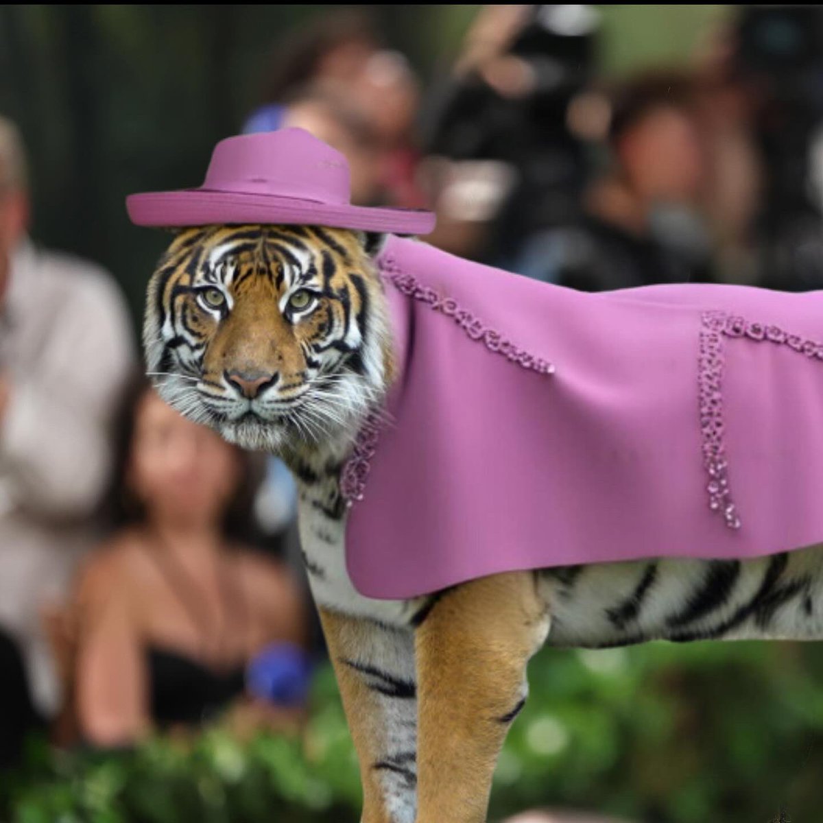 Who was best dressed at the Met Gala 2024? There were so many good looks, but these were our favorites!🤭 (We may be slightly biased) #MetGala2024 #animals #memphiszoo