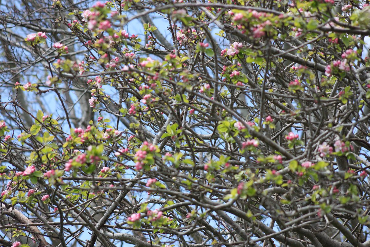 #photography #35mm #nature #trees #floweringtrees #appleblossomtree #appletree #sunshine #walking #unitedkingdom